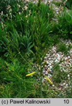 Asphodeline liburnica (złotnica liguryjska)