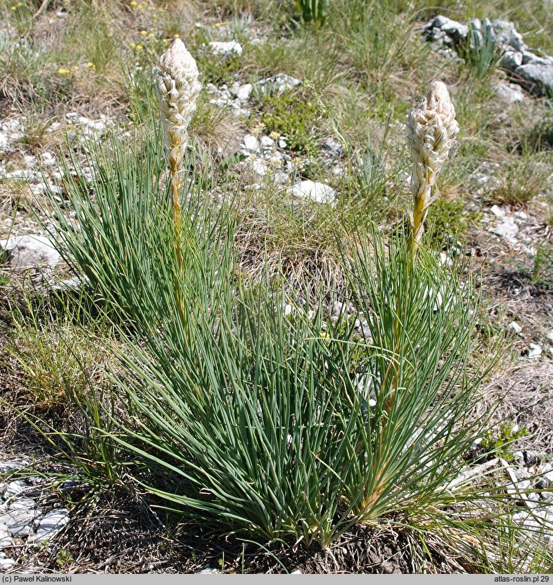 Asphodeline taurica