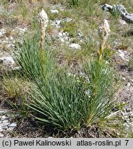 Asphodeline taurica