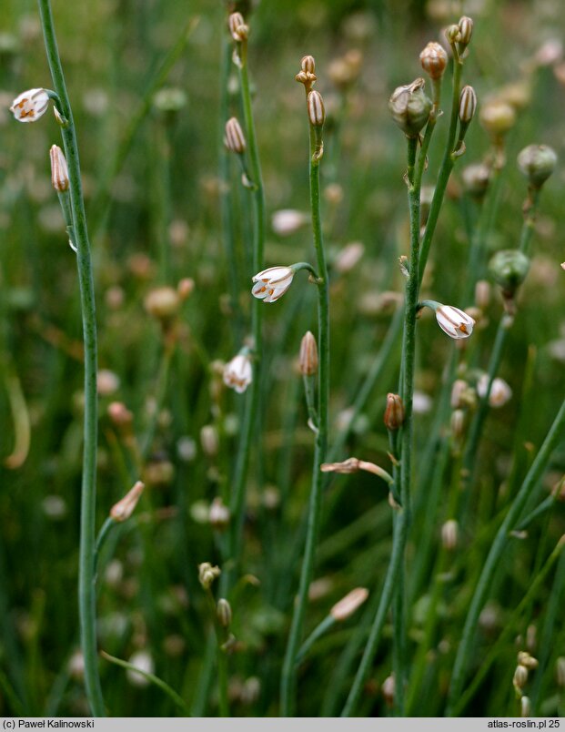 Asphodelus tenuifolius