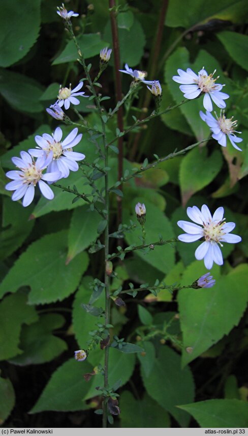 Aster furcatus