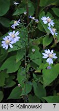 Aster furcatus