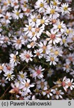 Aster furcatus