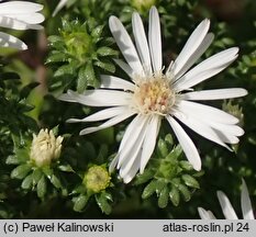 Symphyotrichum falcatum ssp. commutatum var. commutatum