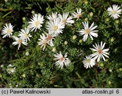 Symphyotrichum falcatum ssp. commutatum var. commutatum