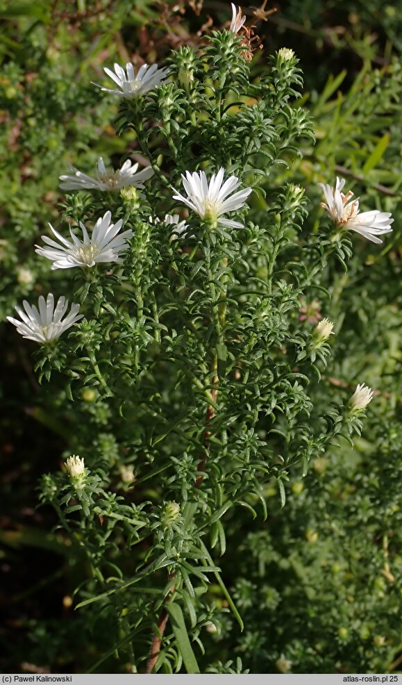 Symphyotrichum falcatum ssp. commutatum var. commutatum