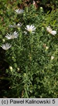 Symphyotrichum falcatum ssp. commutatum var. commutatum