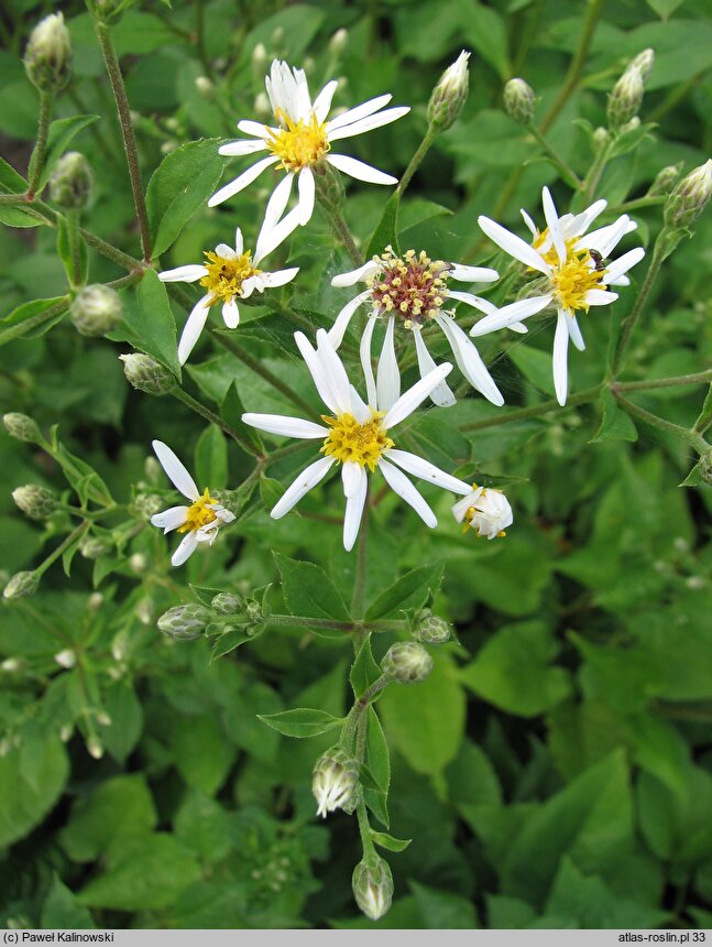 Symphyotrichum cordifolium (aster sercolistny)