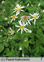 Symphyotrichum cordifolium (aster sercolistny)