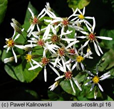 Symphyotrichum cordifolium (aster sercolistny)
