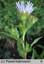 Aster pyrenaeus (aster pirenejski)