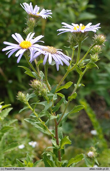 Aster pyrenaeus (aster pirenejski)