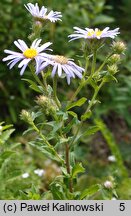 Aster pyrenaeus (aster pirenejski)