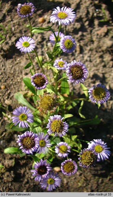 Aster stracheyi (aster Stracheya)