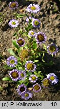 Aster stracheyi (aster Stracheya)