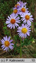 Symphyotrichum ×versicolor (aster różnobarwny)