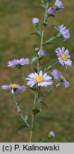 Symphyotrichum ×versicolor (aster różnobarwny)