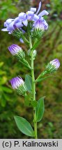 Symphyotrichum ×versicolor (aster różnobarwny)