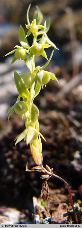 Lysimachia linum-stellatum