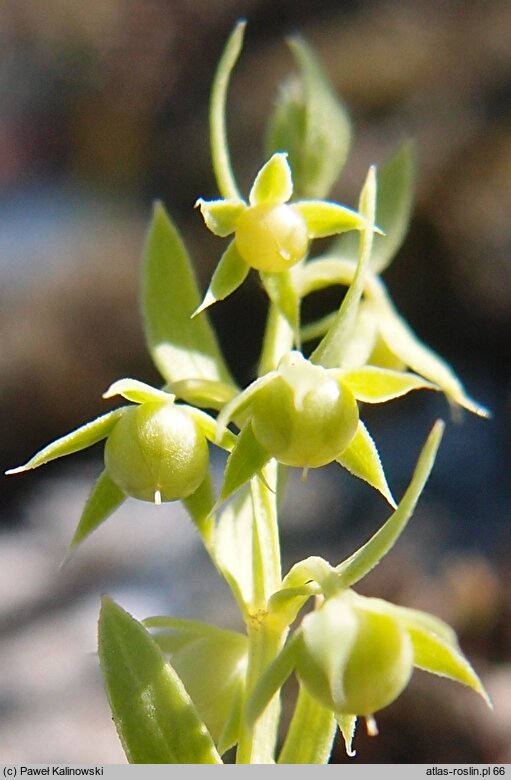 Lysimachia linum-stellatum