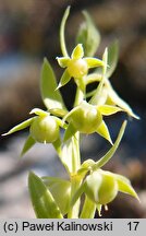 Lysimachia linum-stellatum