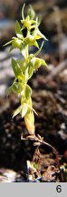 Lysimachia linum-stellatum