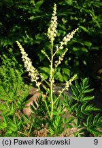 Aruncus aethusifolius (parzydło blekotolistne)