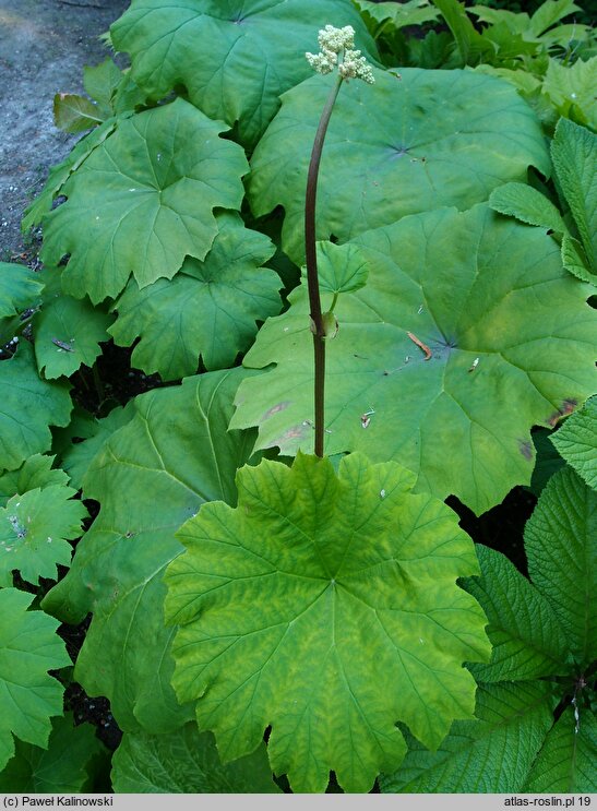 Astilboides tabularis (astilboides tarczowaty)