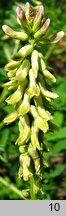 Astragalus galegiformis (traganek rutwicowaty)