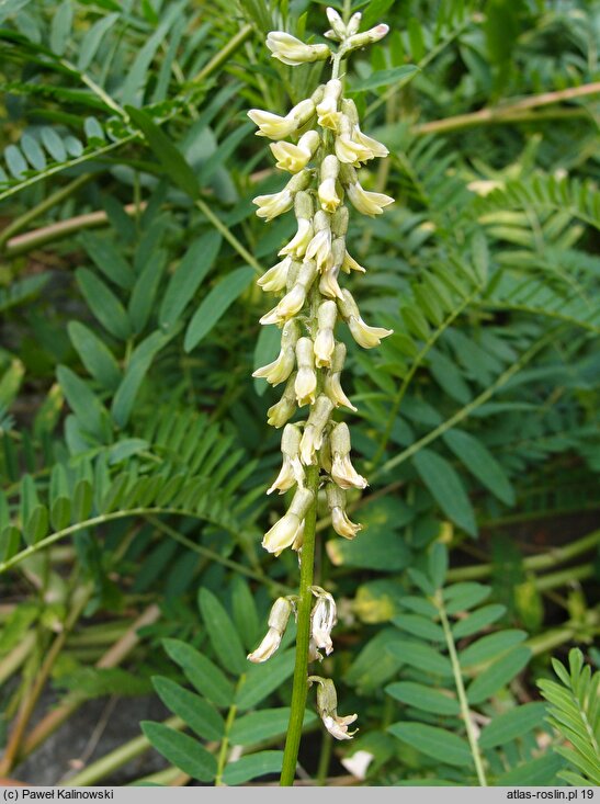 Astragalus galegiformis (traganek rutwicowaty)