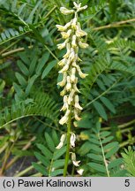 Astragalus galegiformis (traganek rutwicowaty)