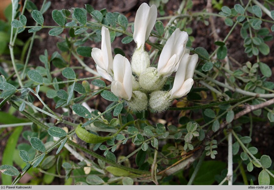 Astragalus albicaulis