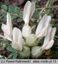 Astragalus albicaulis