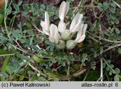 Astragalus albicaulis