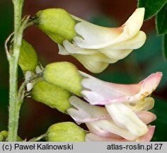 Astragalus mongholicus (traganek błoniasty)