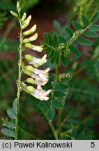 Astragalus mongholicus (traganek błoniasty)