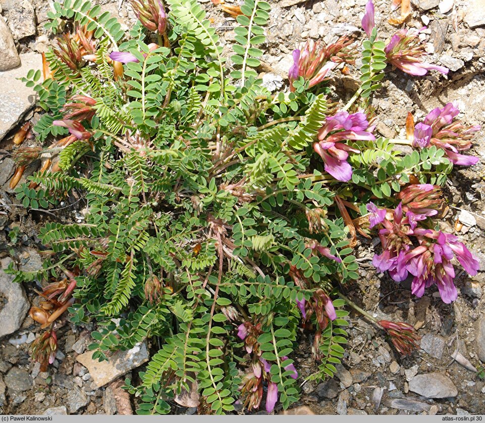 Astragalus monspessulanus