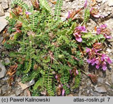 Astragalus monspessulanus