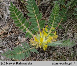 Astragalus pubiflorus