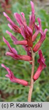 Astragalus spruneri