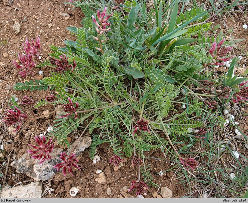 Astragalus spruneri