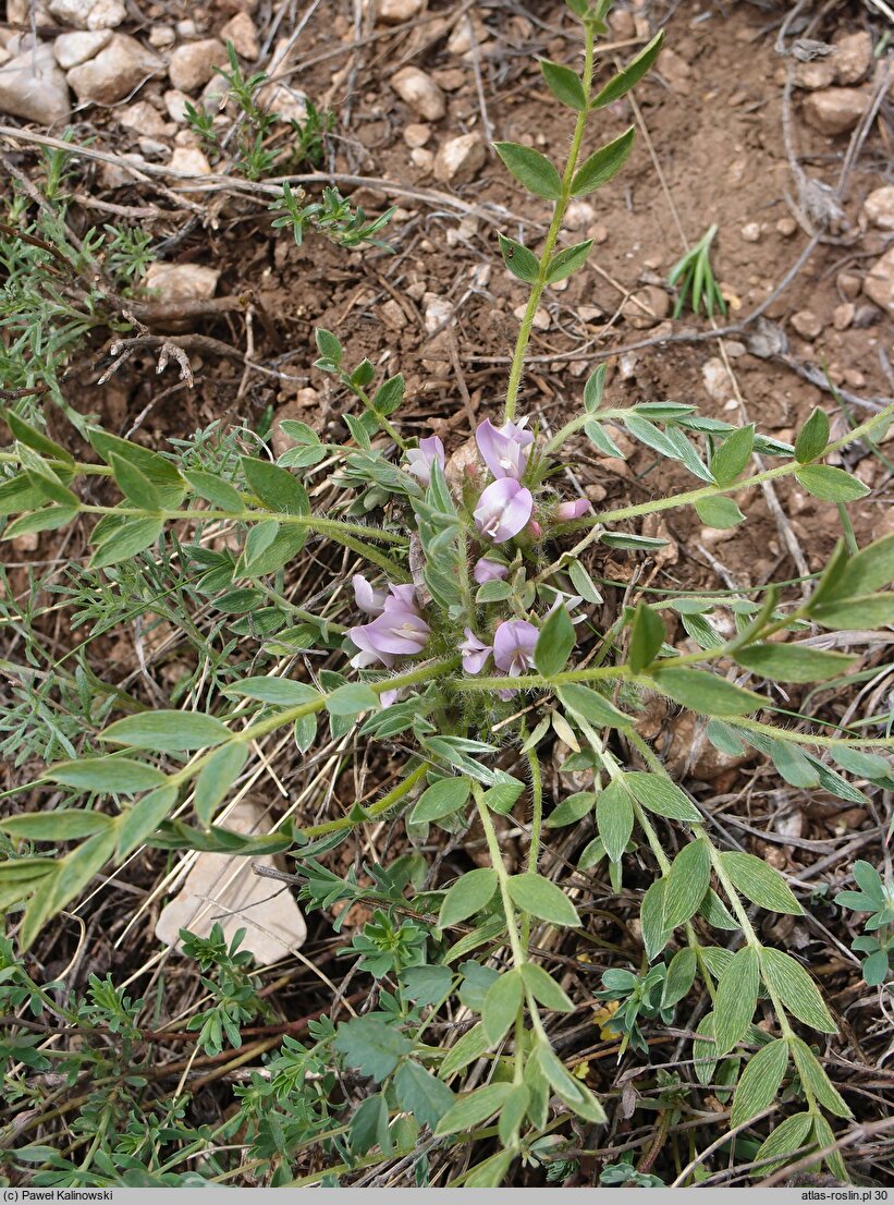 Astragalus wilmottianus