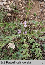 Astragalus wilmottianus
