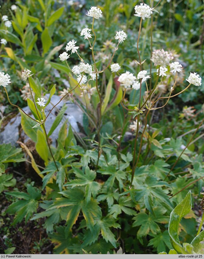 Astrantia bavarica