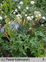 Astrantia bavarica