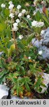 Astrantia bavarica