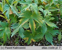 Astrantia bavarica