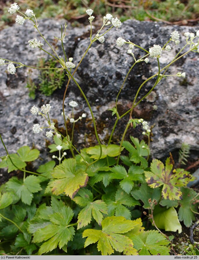 Astrantia carniolica