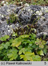 Astrantia carniolica