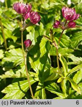 Astrantia major (jarzmianka większa)